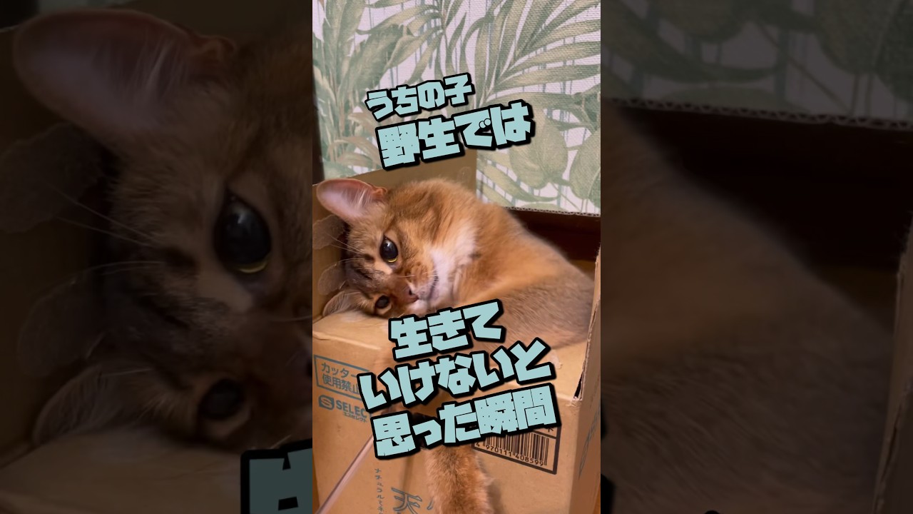 家猫と飼い主の日常