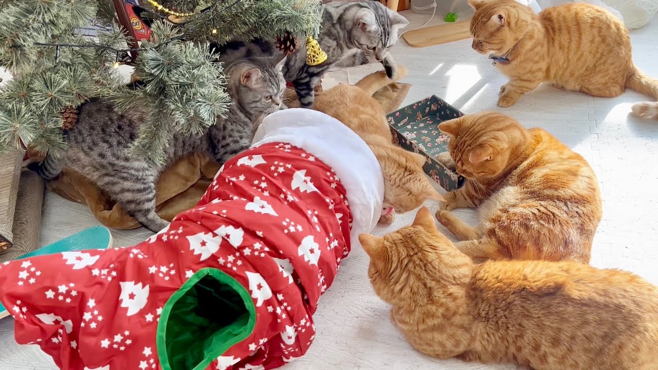 クリスマスプレゼント第三弾は...靴下型の◯◯◯◯！ #猫 #マンチカン