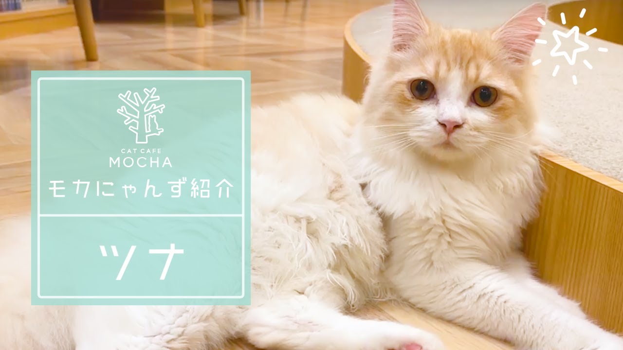 ツナ（ラガマフィン♂）福津店