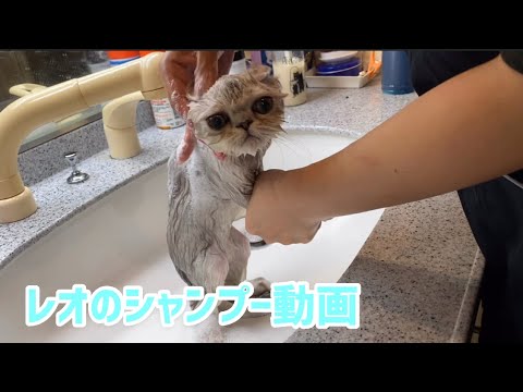 レオのシャンプー動画✨ 【ペルシャ猫.Persian.チンチラゴールド.チンチラシルバー】