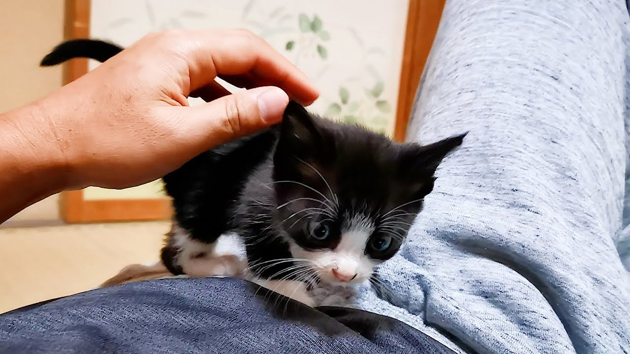 子猫達の名前を巡って妻と意見が対立ｗ【道路のずぶ濡れ子猫保護5日目】