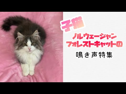 【仔猫の鳴き声】子猫ノルウェージャンフォレストキャットの鳴き声特集
