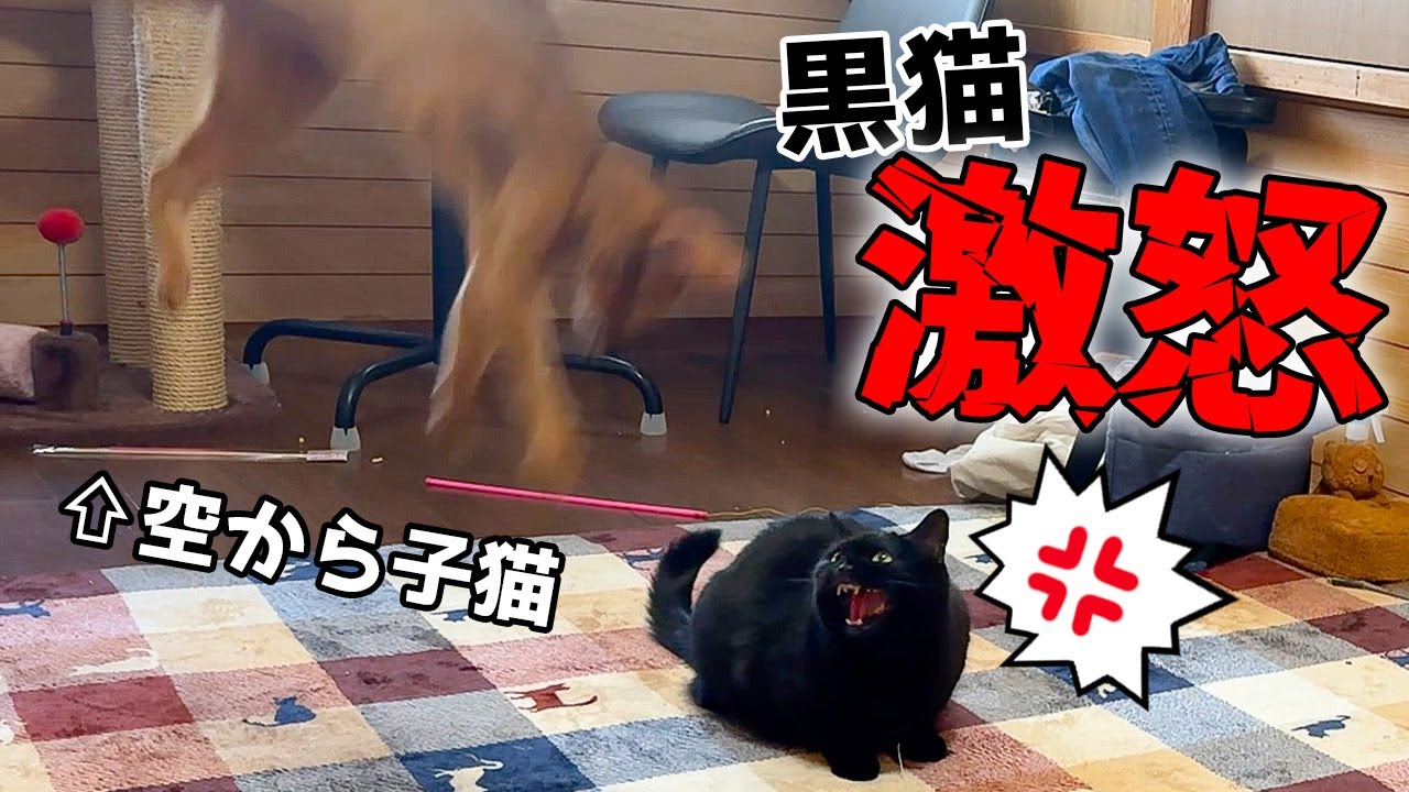 天空から子猫が降ってきて黒猫がブチギレてしまいました…【激怒】