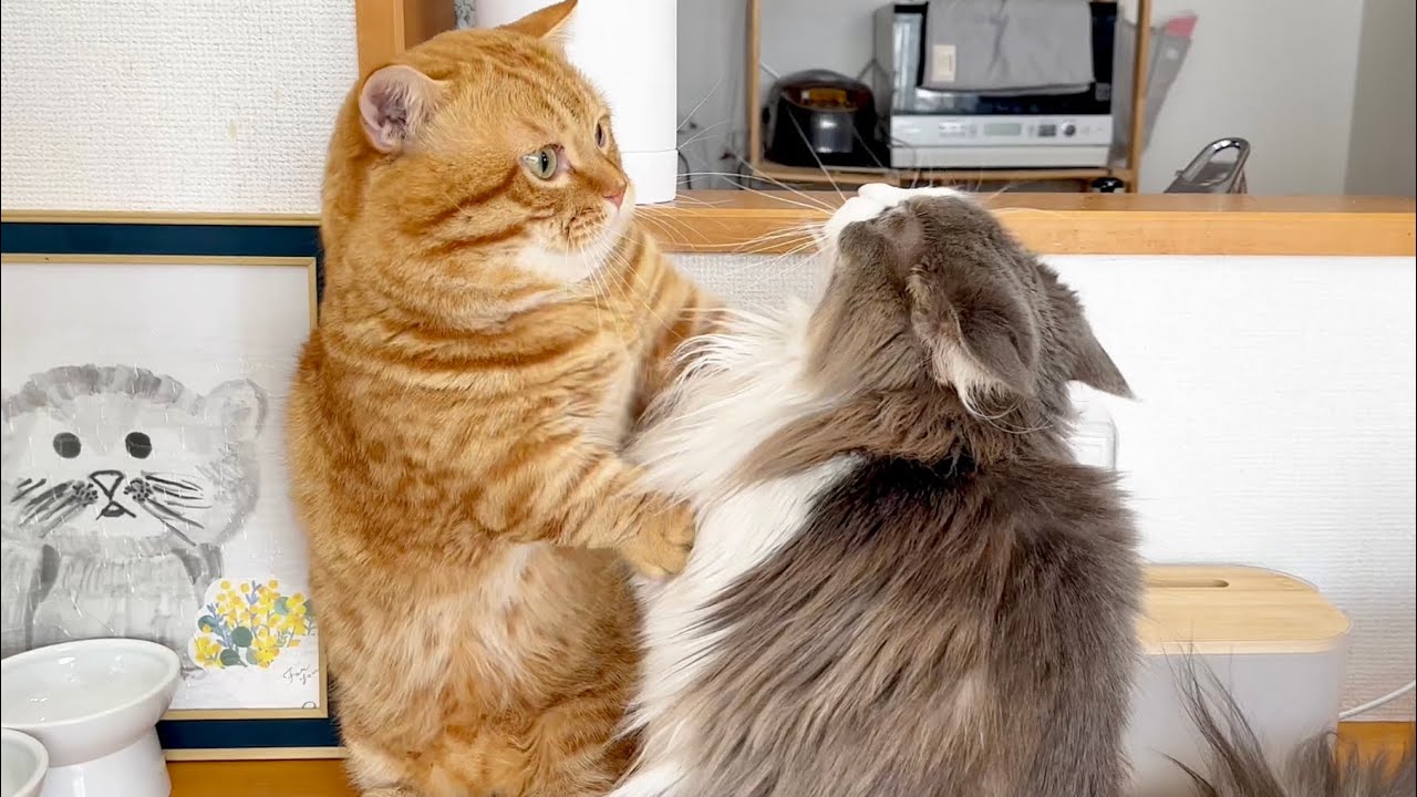 ぽちゃくんとちーちゃんが謎のダンスを...！ #猫 #マンチカン