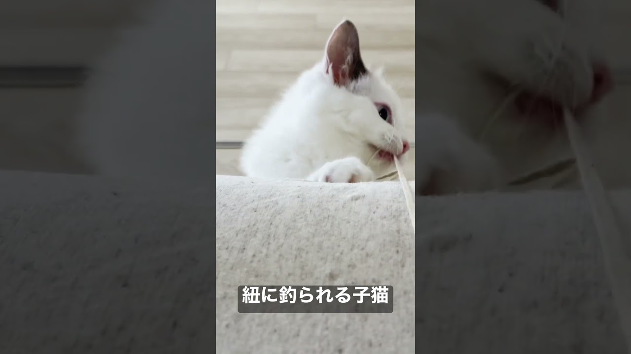 Vlog #63 | 紐に釣られる子猫 #shorts #テミー #ラグドール #猫 #子猫 #アンダーテール