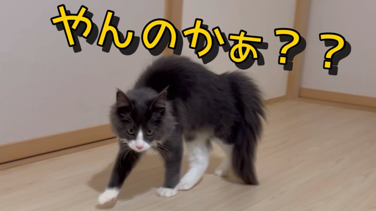 【やんのかステップ】テンションMAXの仔猫ターキッシュアンゴラがやばいwww