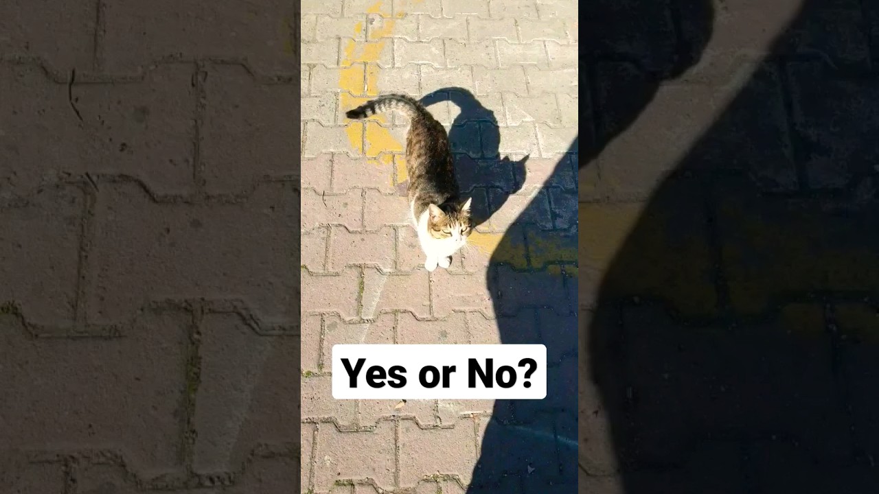 😼🐾 Yes or No? Will this White and Brown Cat Let Me Give Him Belly Rubs? 🐾👀 #cat #shorts #cats