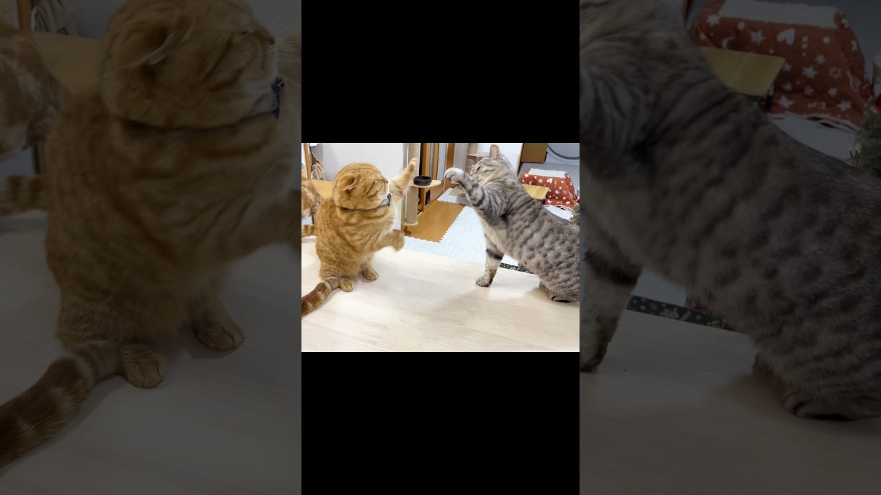 妻とけんかしてしまいました #猫 #マンチカン #shorts