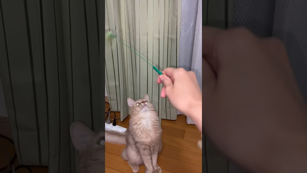 大好き猫じゃらし！#shorts #猫#ソマリ