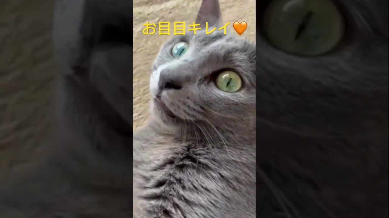 そらちゃん観察日誌🧡（ロシアンブルー）#shorts