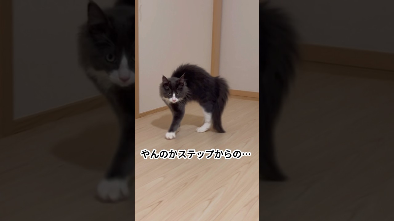超元気な仔猫ターキッシュアンゴラのやんのかステップが可愛すぎた💛#ターキッシュアンゴラ #cat #子猫 #猫 #shorts #やんのかステップ