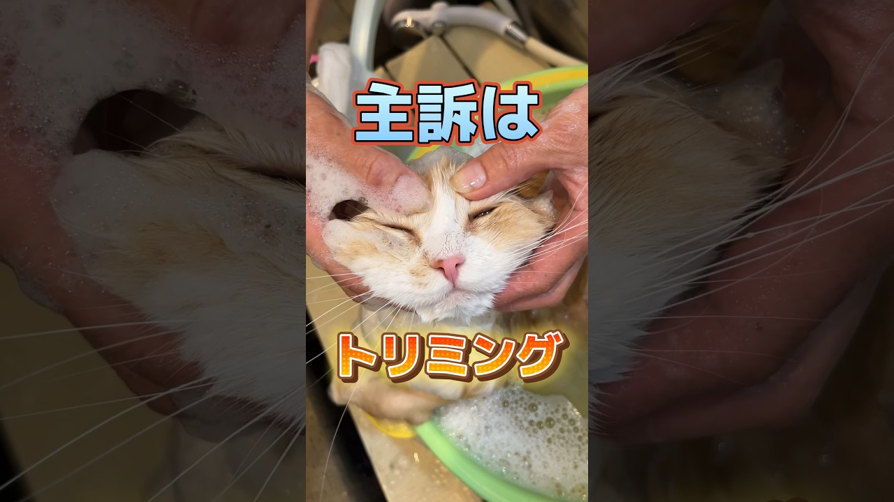 4歳のスコティッシュフォールドがトリミングをしに動物病院にやってきた！