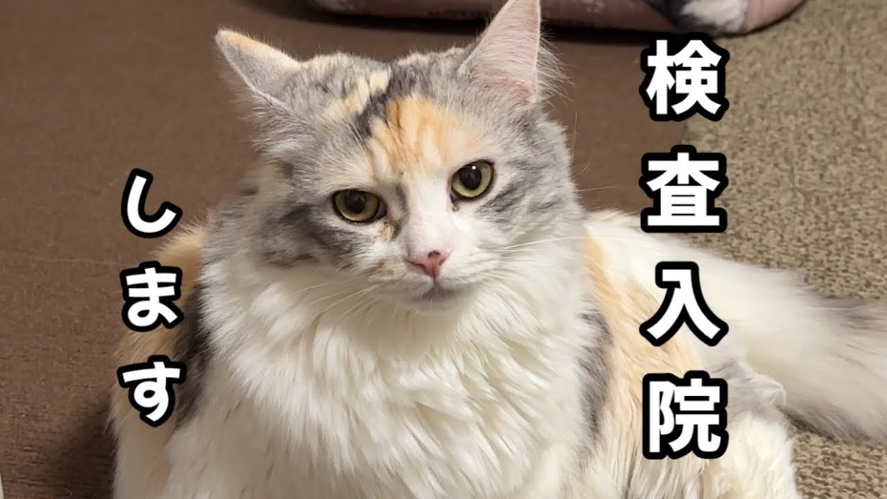 ひもを食べてしまい２匹同時に検査入院する事になりました