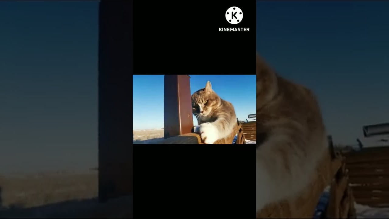 Brown cat wood climbing 😻😻😉😉🐈😘😂😍😘😂😉🙀😘😍😘😘😍😍