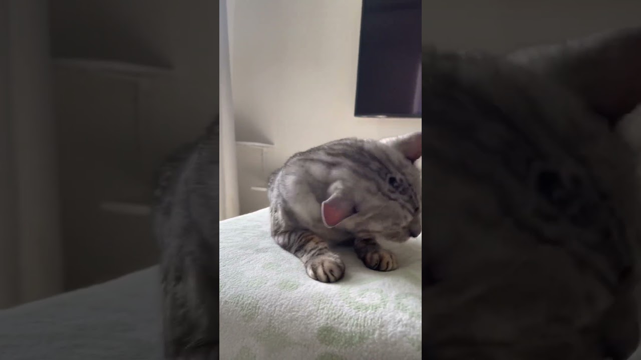 最後に茶色の… #cat #ベンガル #ベンガル猫 #猫のいる暮らし #shorts