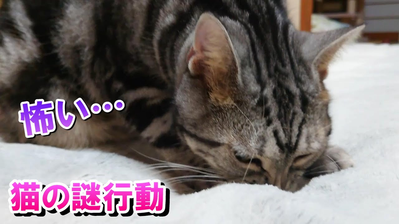 コワイ・・・猫の謎行動（アメリカンショートヘア）