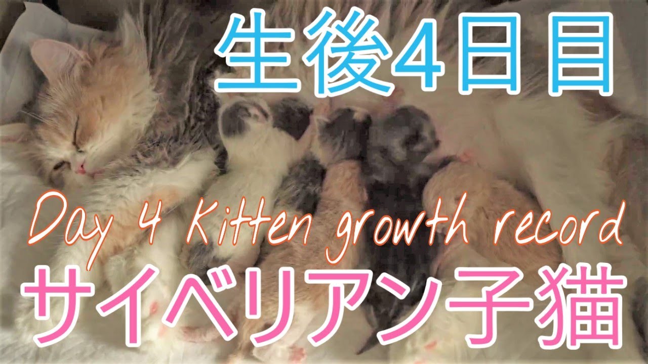 【猫サイベリアン多頭飼い】生後4日目！産まれたて子猫の様子・成長記録Day 4 kitten growth record