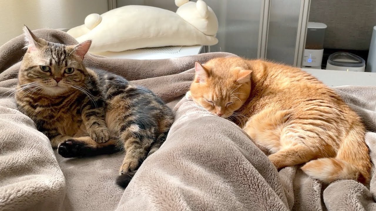 そして誰もいにゃくなった