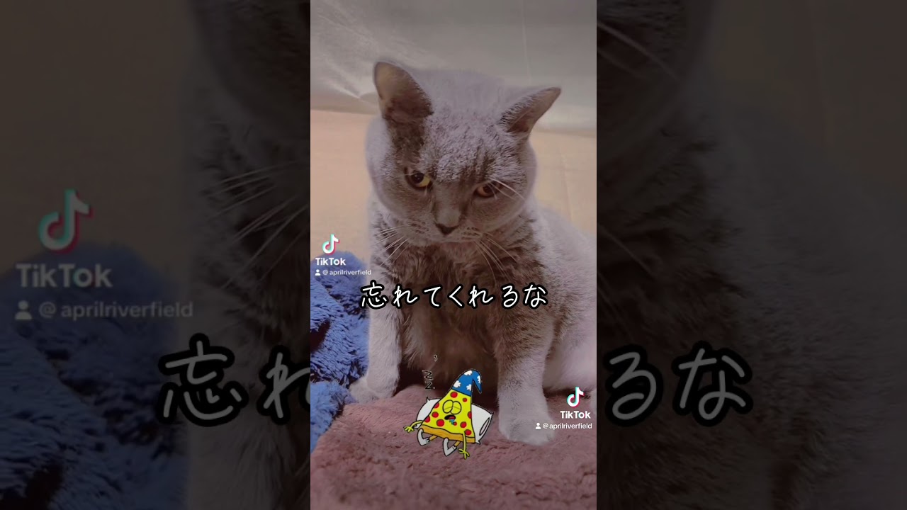 飼主宣言       #japan #kawaii #pets #猫 #cat #シャルトリュー #ねこ #chartreux #にゃんこ