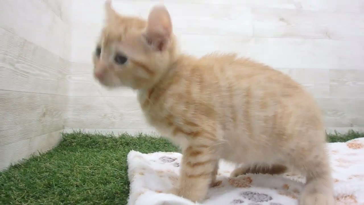 Coo&RIKU　No00658555 アメリカンカール