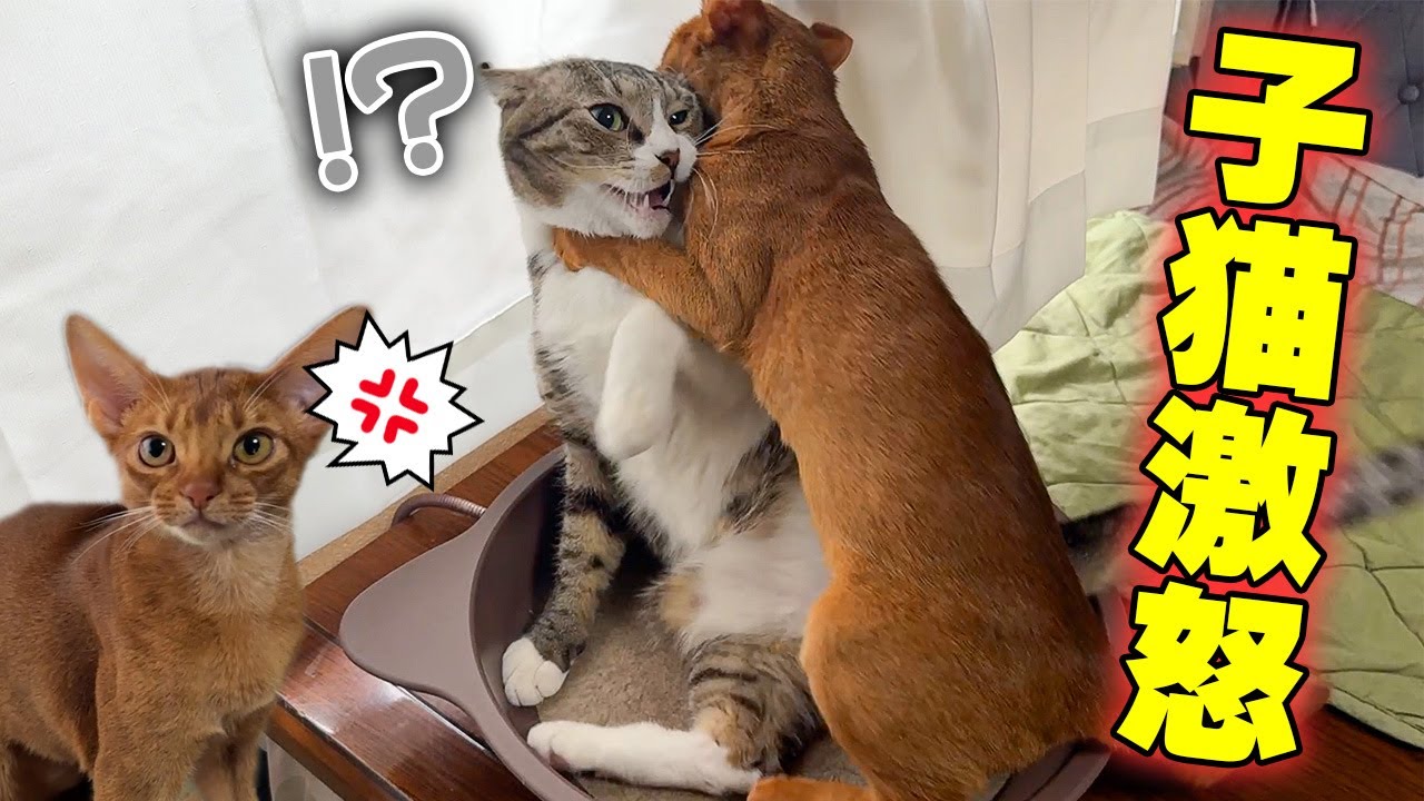 【反抗期】大好きなお兄ちゃん猫に子猫がブチギレて襲いかかってしまいましたwwww