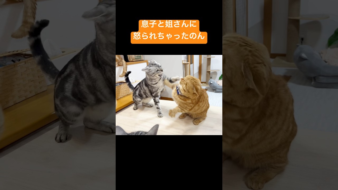 みんなにちょっかい出してたら... #猫 #マンチカン #shorts