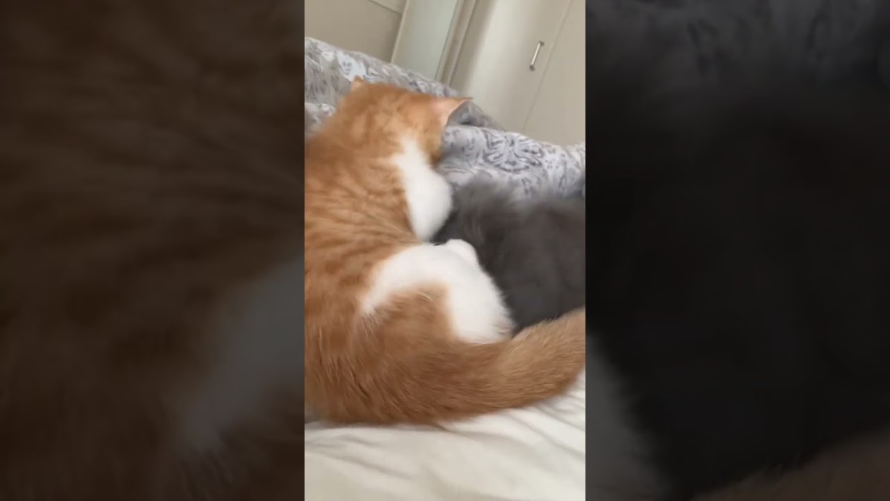 Funny brown cat funny step #shortfeed #viral #subscribe #ytshorts #cat
