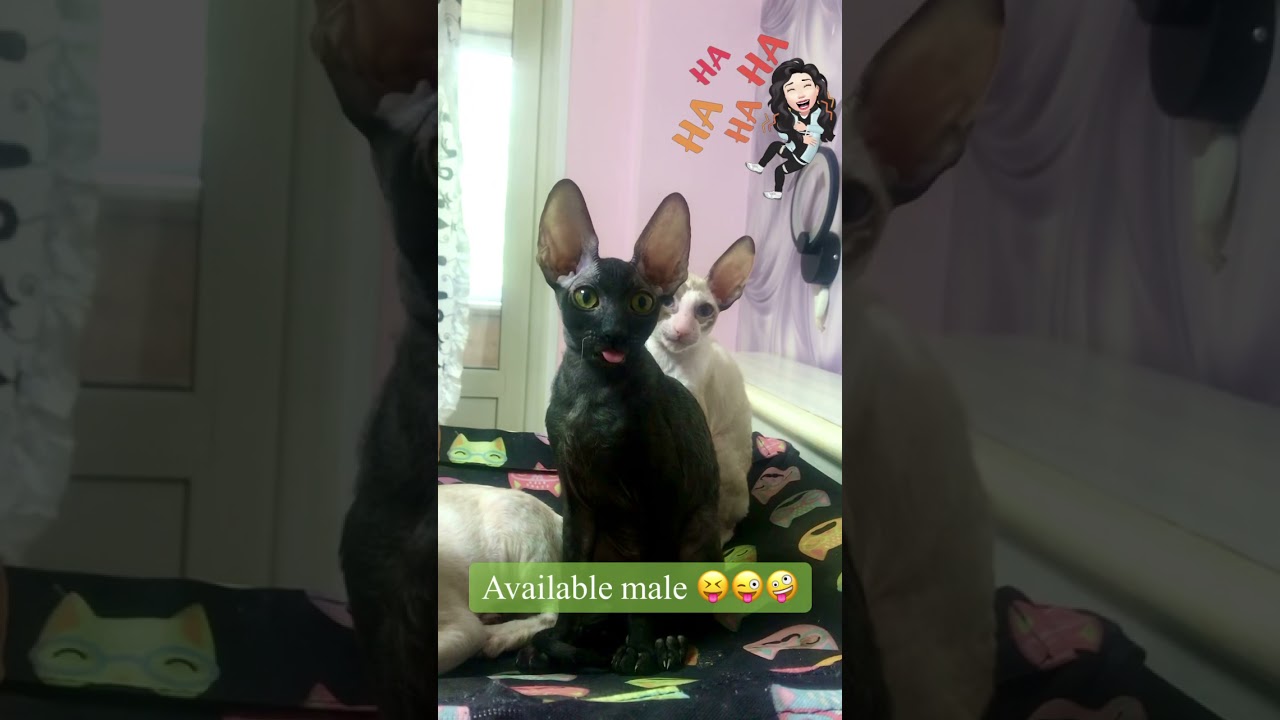 Котик свободен 😝