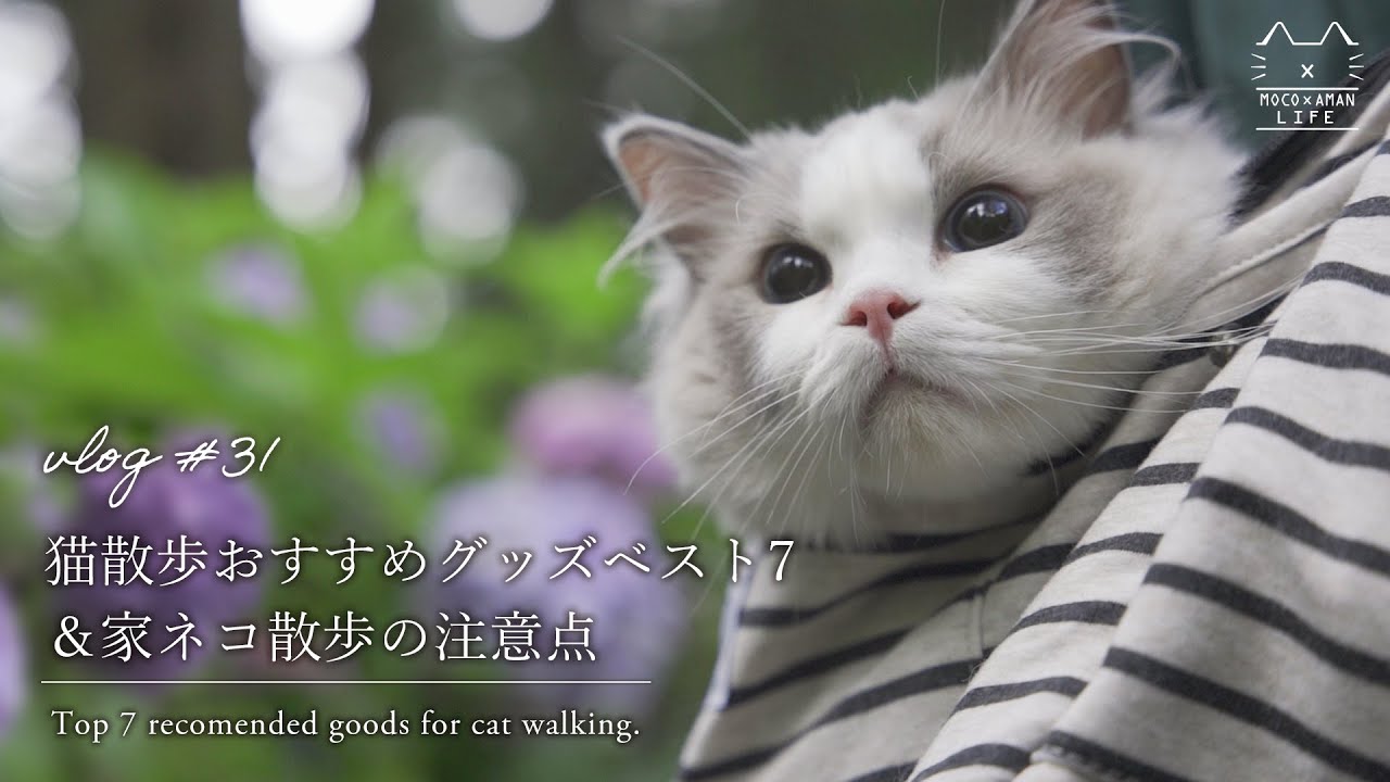 猫散歩で買ってよかったグッズ７選｜梅雨の田舎暮らしの日常 ＃31