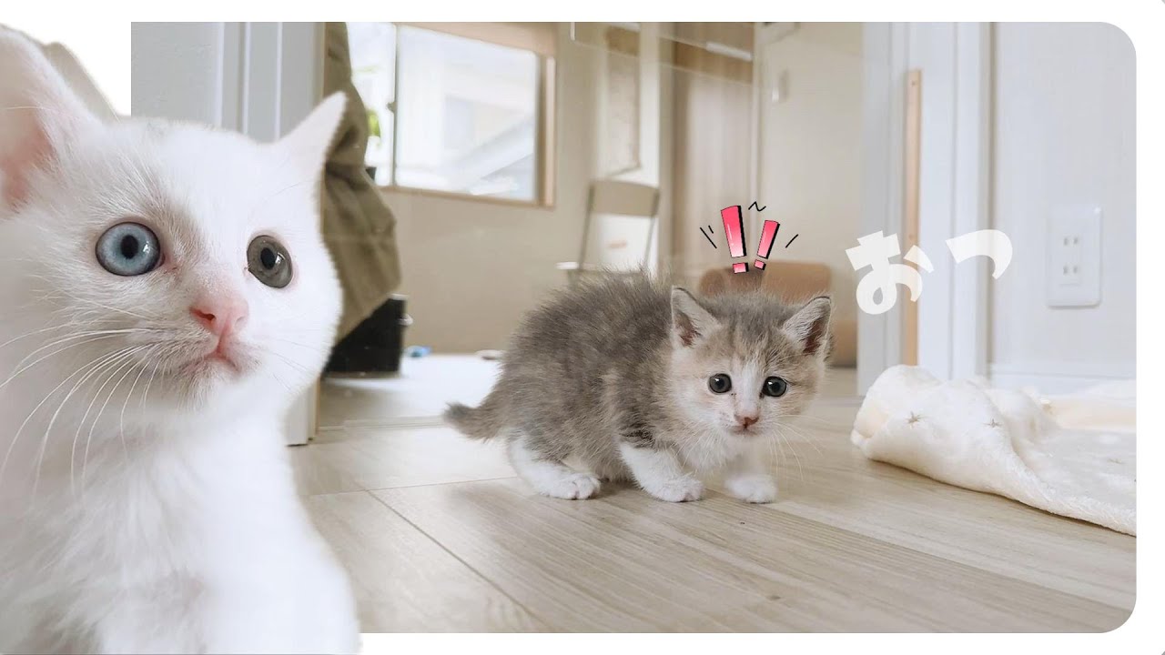 ワンテンポ遅れる子猫の動きがかわいすぎる★耳を足でカリカリしようと必死なの【保護猫生活35日目】