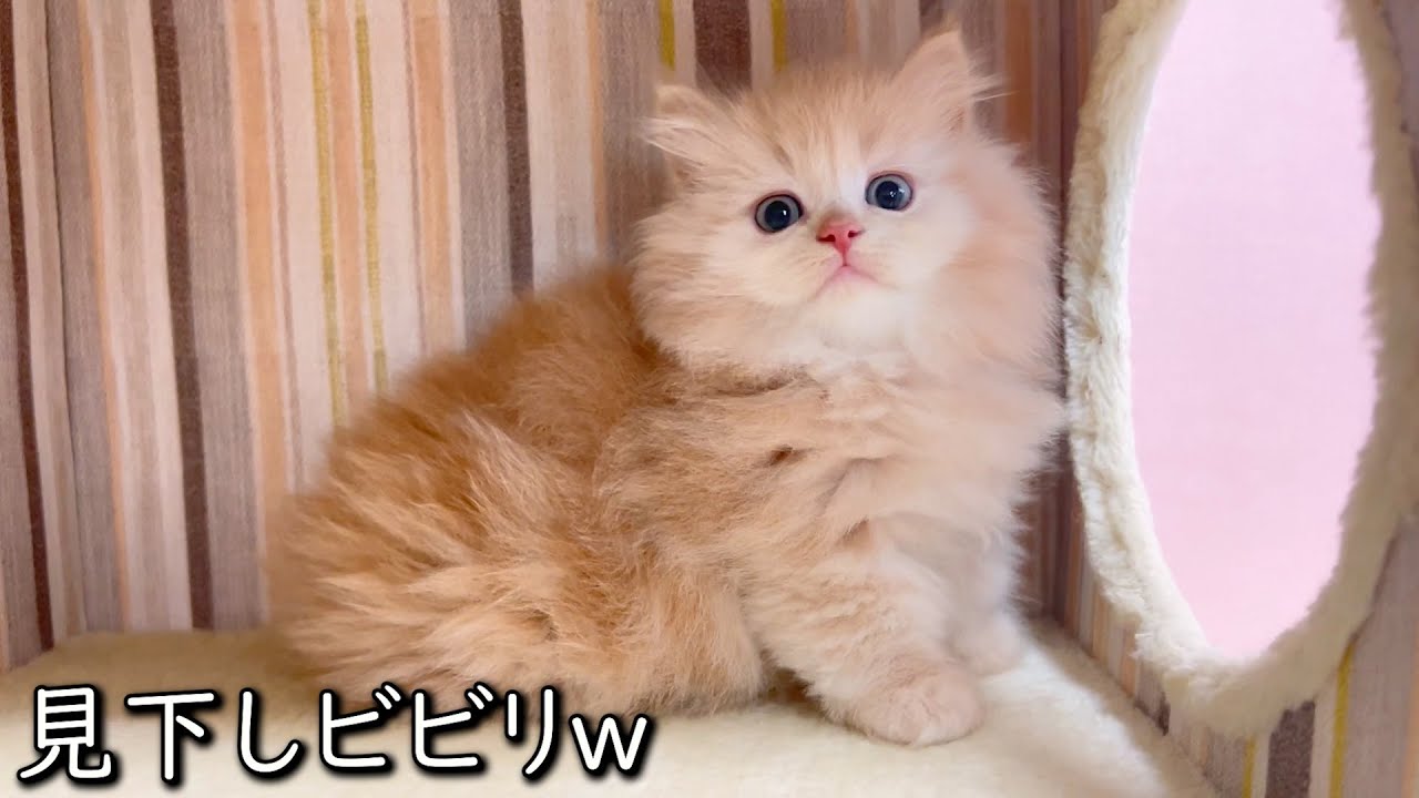 【マンチカンの子猫】レベルを下げても無理だがプライドは高そうな子猫の件 ∼猫のいる生活Vol.853~ 出産動画 マンチカン短足・ミヌエット・ペルシャ猫専門ブリーダー『ペット蔵人』【子猫の成長記録】