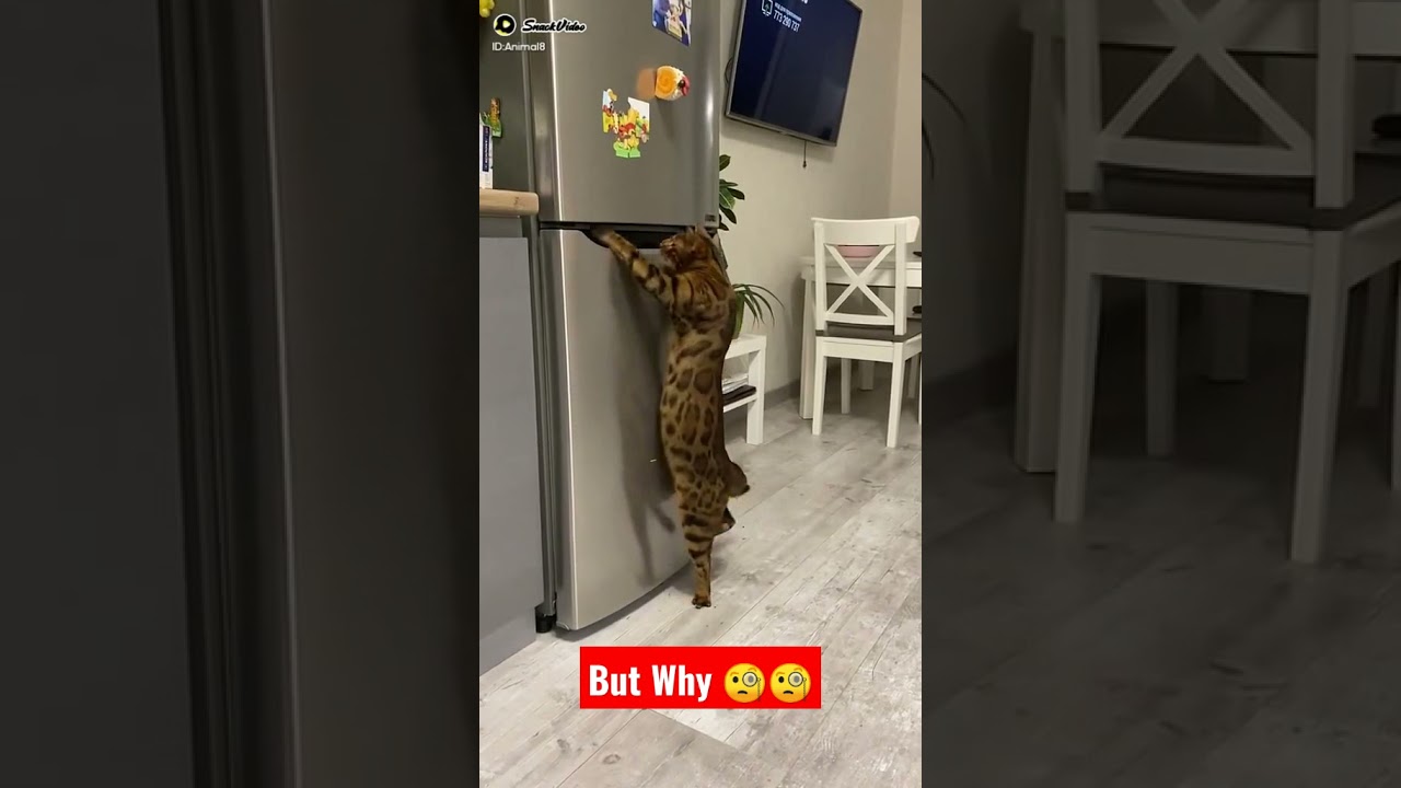 Hungry Cat 😺😺 #shorts #viral