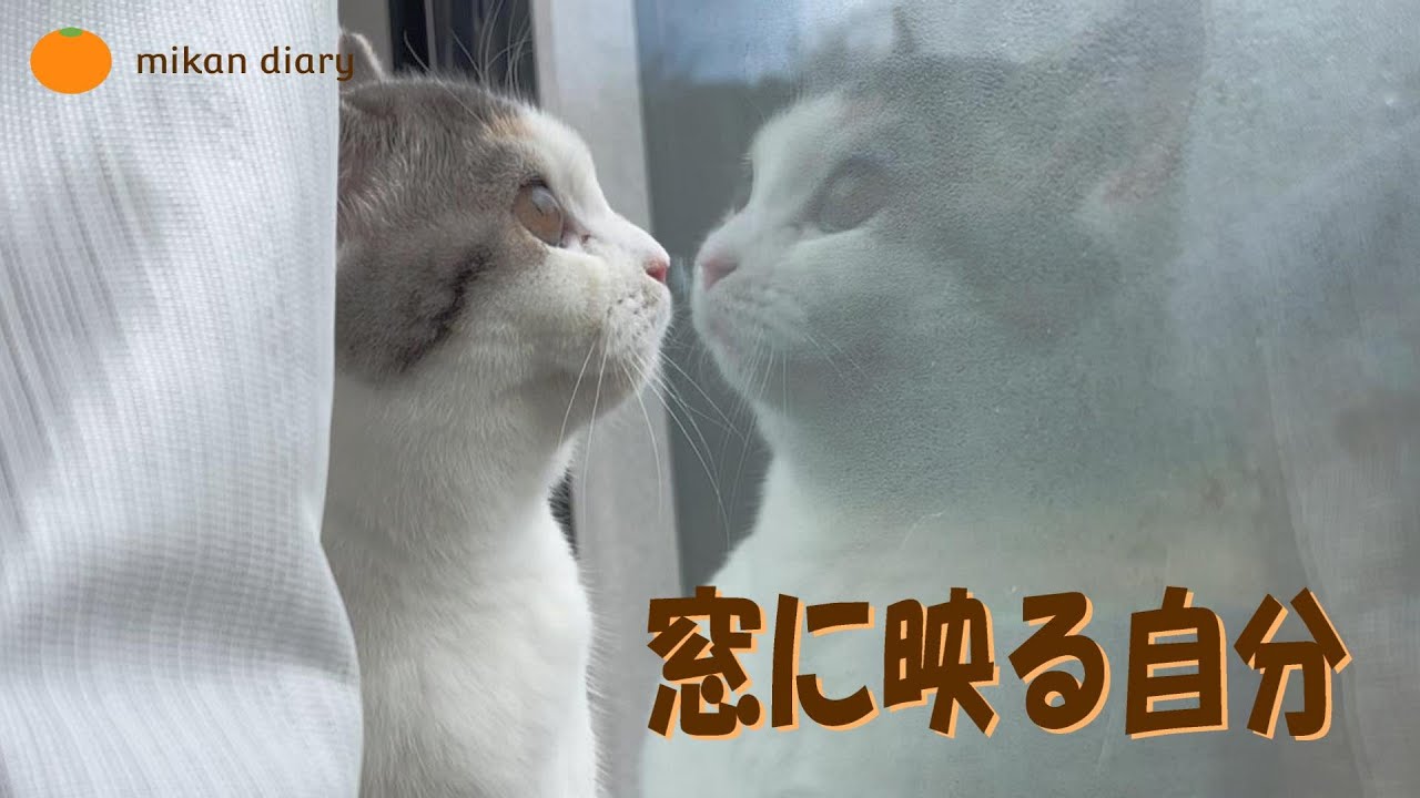 【スコティッシュフォールド】窓に映る猫を発見。見えてるのかな？