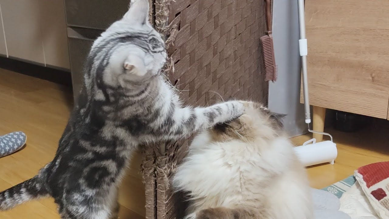 【ヒマラヤン】顔面パンチをくらったのに…【多頭飼い】