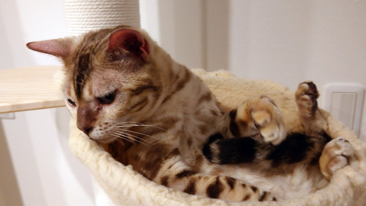 【スノーベンガル猫とトイプードル】猫も高いところから落ちる