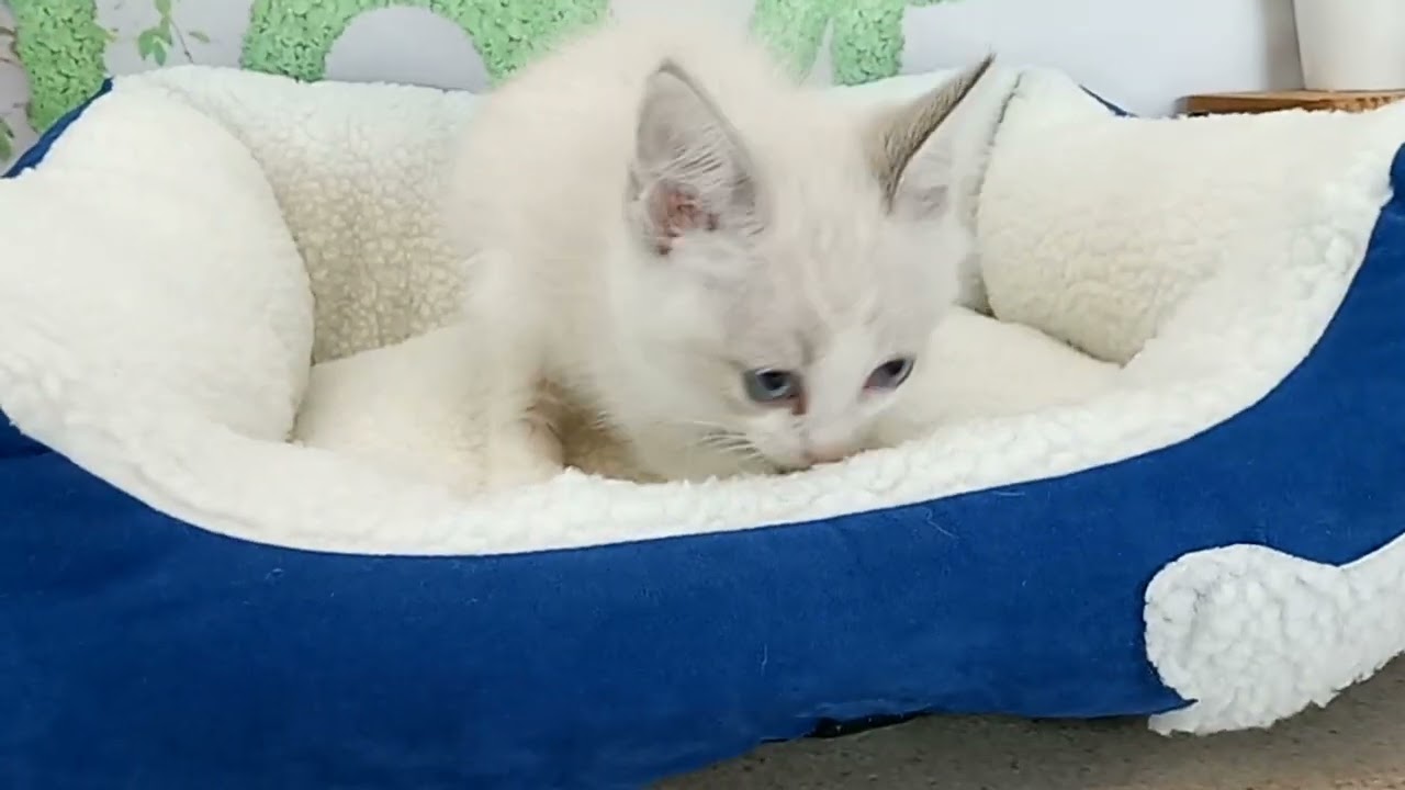 658042 ラグドール