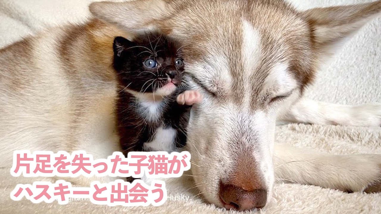 片足を失った子猫とハスキーの出会い 種族を超えた愛情の記録｜PECO【ナレーション有】