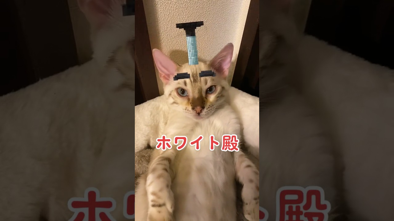 我が家の殿！【子猫動画】ホワイトベンガル　生後4ヶ月半！　ベンガル猫　バカ殿様　#cat #bengalcat #ベンガル #ベンガル猫 #ベンガル子猫 #子猫 #bengal #猫