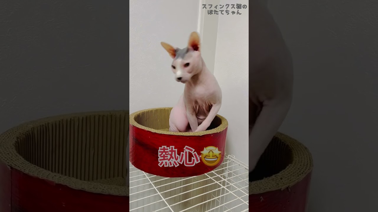 お爪が気になるほたて猫【スフィンクス　猫】 #cat #ほたて