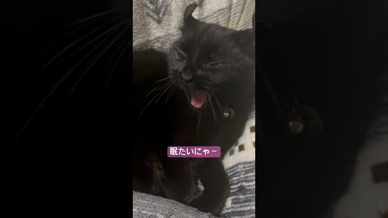人間の膝の上でリラックス中猫様に怒られました🐈‍⬛今はタイミングが違うってことですね…🥲🥲#shorts #cat #アメリカンカール #猫 #黒猫