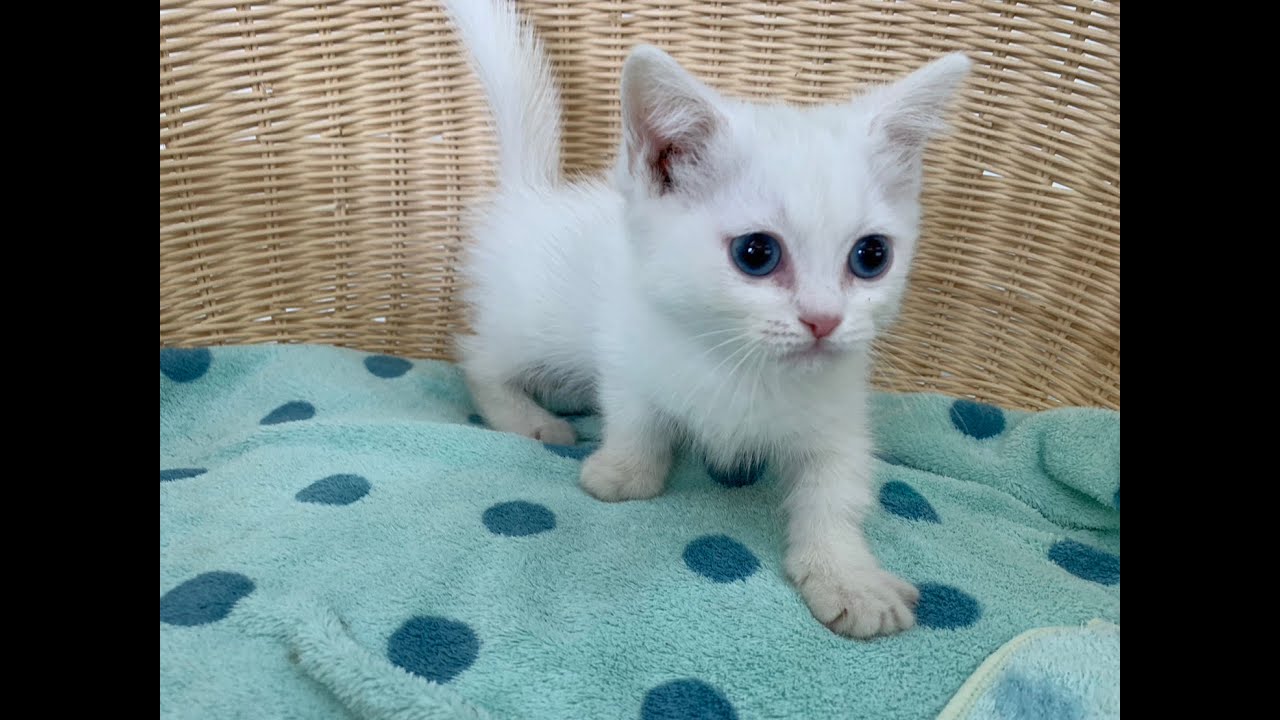 マンチカンちゃん