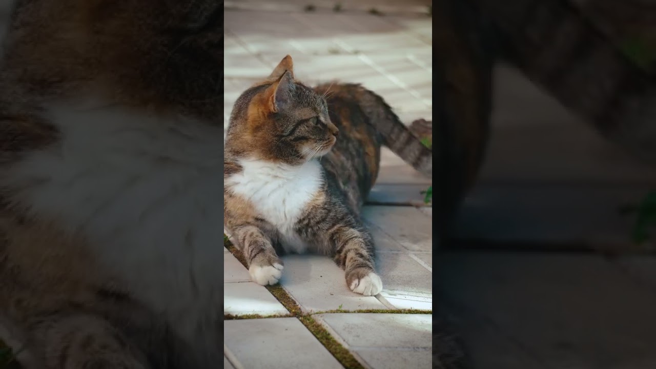 Cute Brown Cat Relaxing / Awesome
