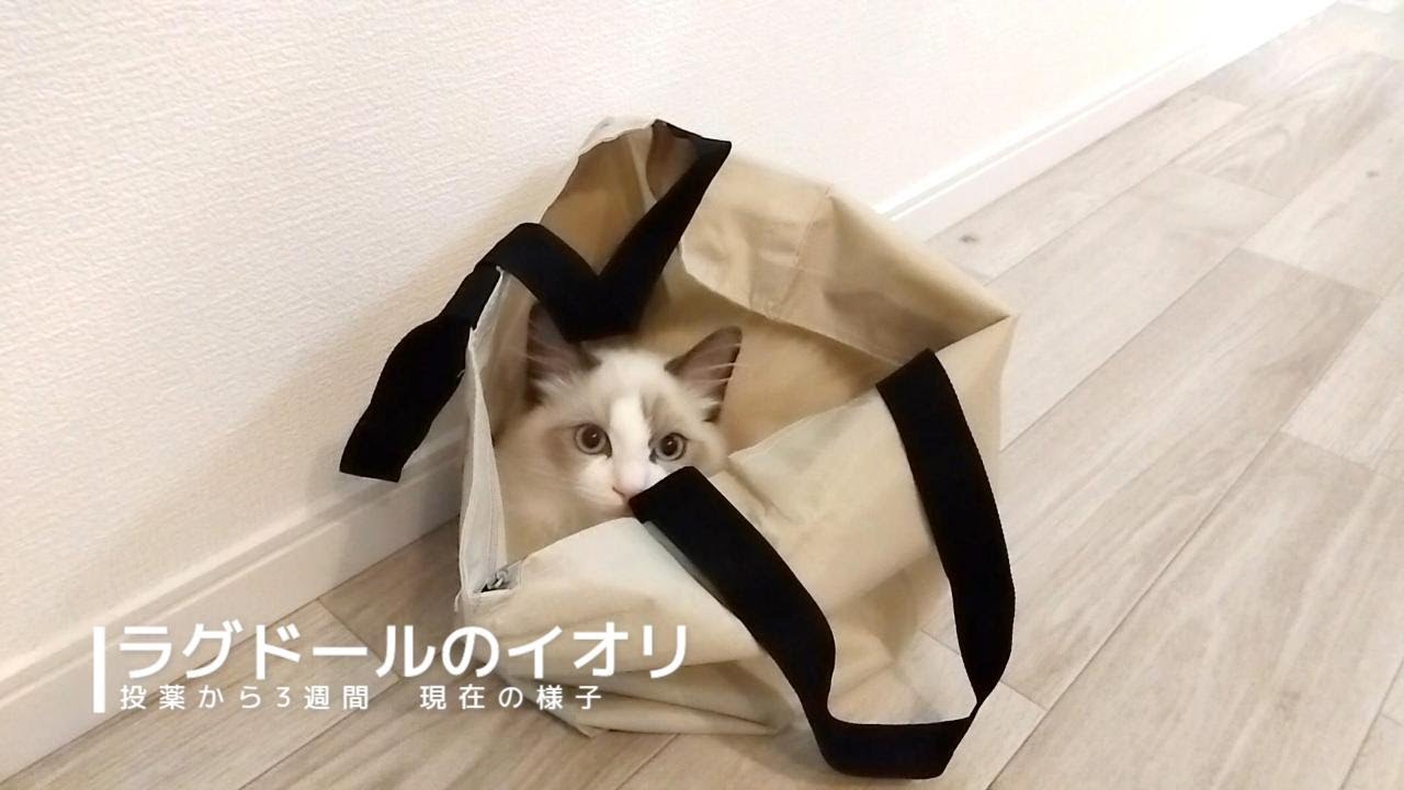 【ラグドール】FIP投薬から３週間　現在の様子