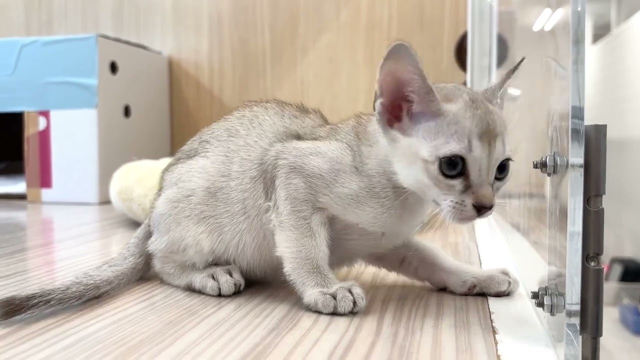 【2023.12.11撮影】最小猫種シンガプーラ登場！！緊張のお部屋探索♪