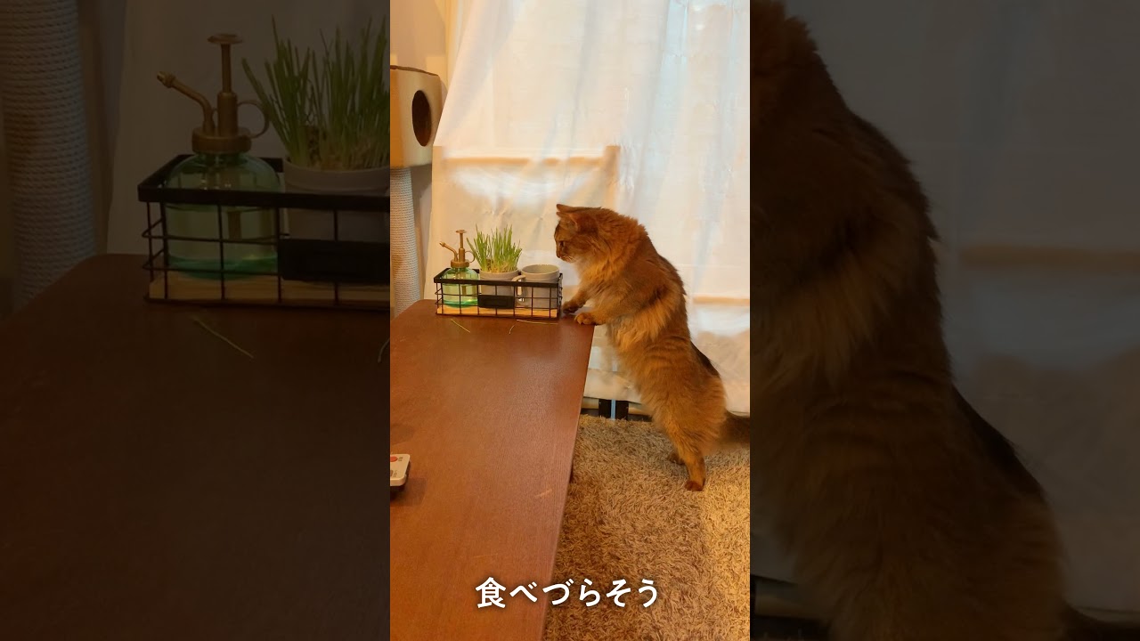 # 136　ししがみスタイルで草を食うソマリ