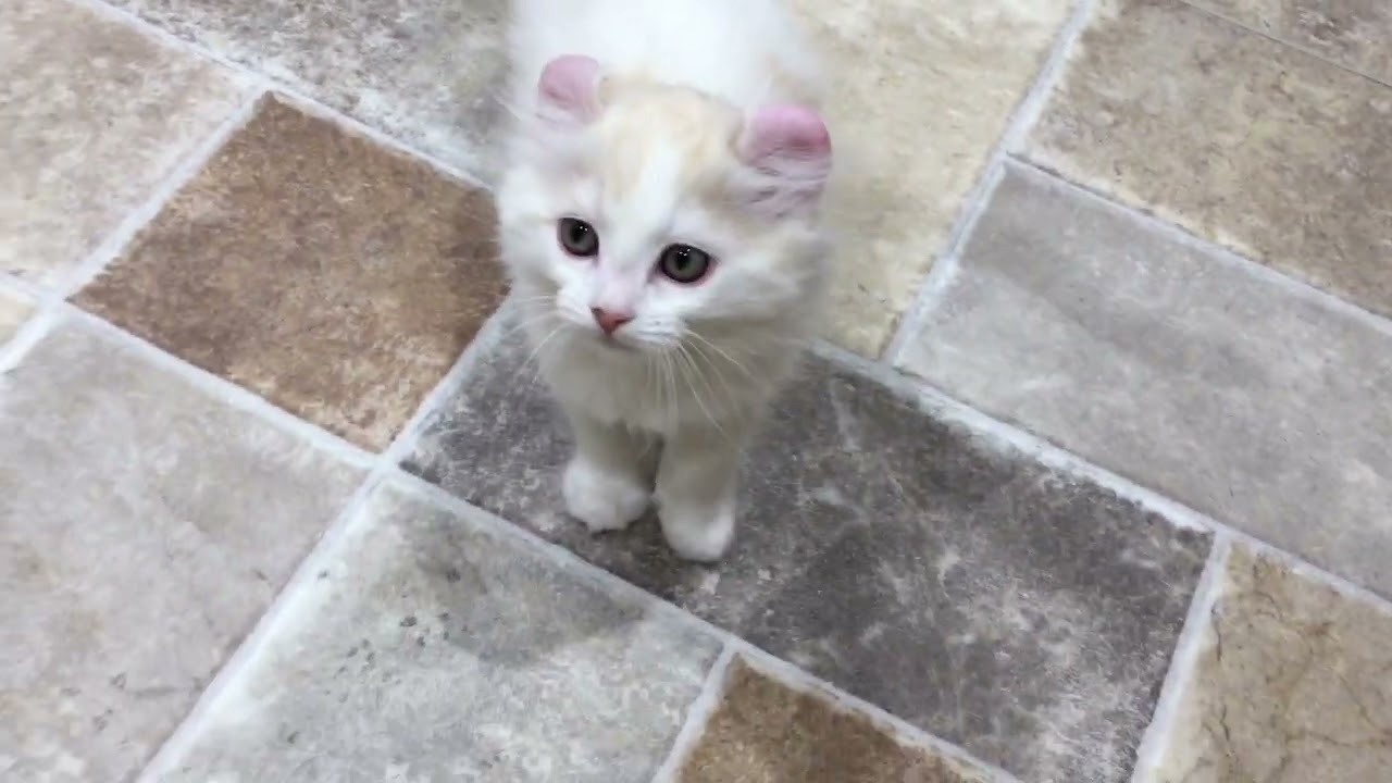 60930　アメリカンカール