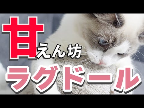 【ラグドール】おやつの時だけ甘えん坊になる猫はこちらです。