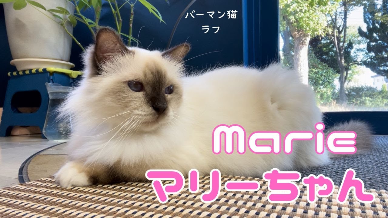 バーマン猫ラフ【マリーちゃん】Marie（バーマン猫）Birman/Cat