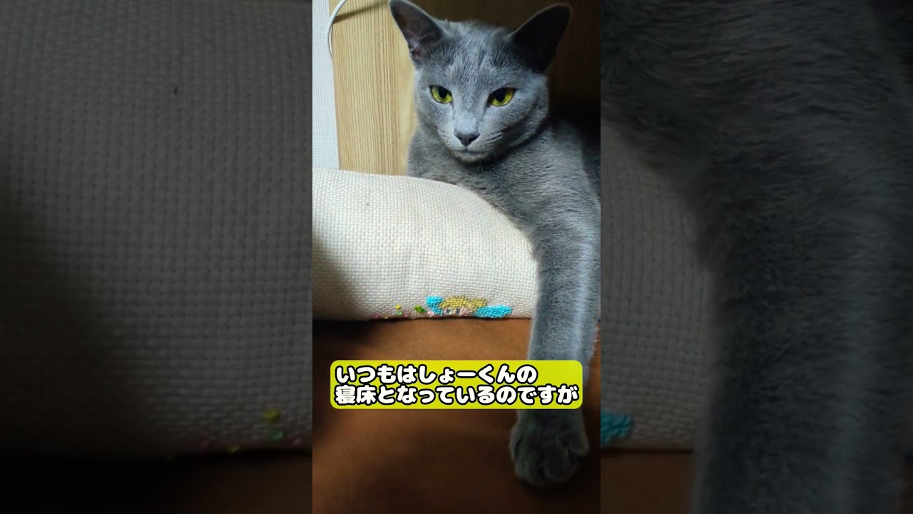 【猫】奪われました… #cat #kawaii #ベンガル #ロシアンブルー