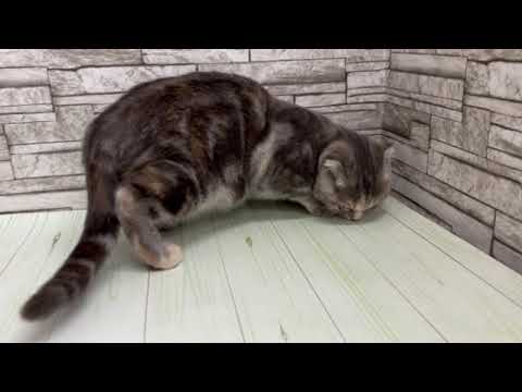 Coo&RIKU　No643337  スコティッシュフォールド